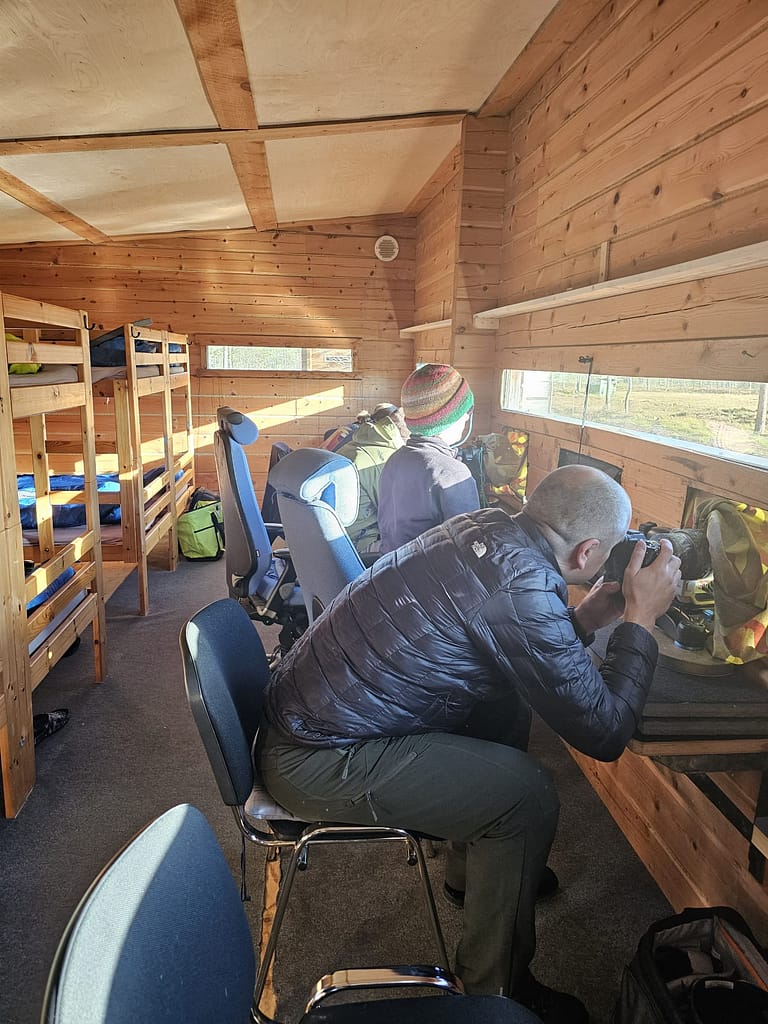 Big Brown bear hide in Finland