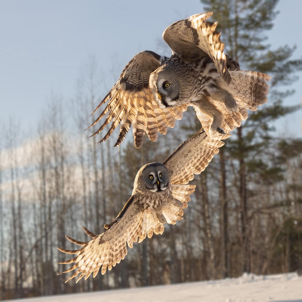 Tw Great Grey Owls flying