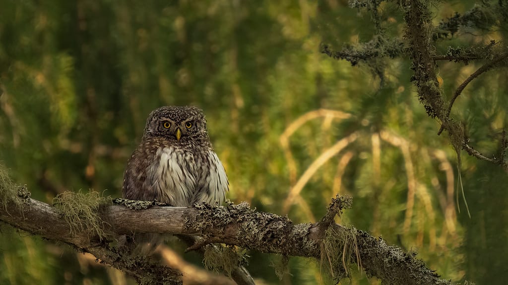 Pygmy owl photographed in forest in Finland