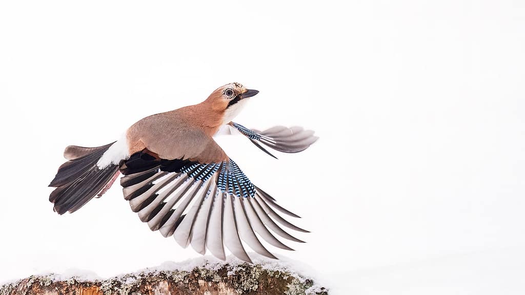 Eurasian Jay on snow. photographed from Finnature's golden Eagle hides in Utajärvi. Photo by Kaisa Peltomäki.
