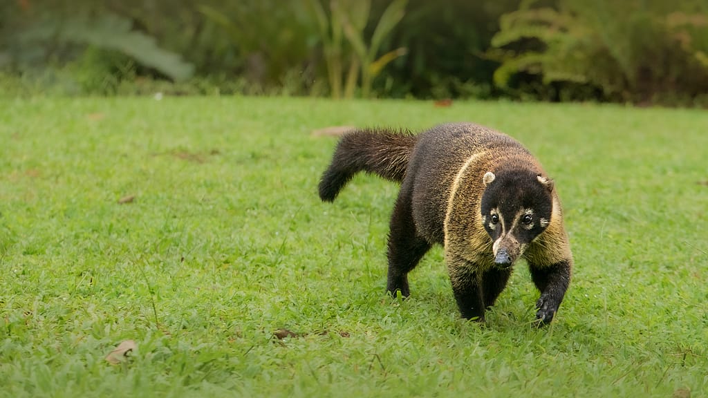White-nosed coati photographed in Costa Rica with om system 50-200mm 2,8 pro lens