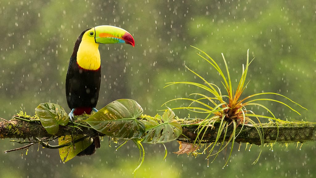 Keel-billed Toucan photographed in Costa Rica with om system 50-200mm 2,8 PRO lens