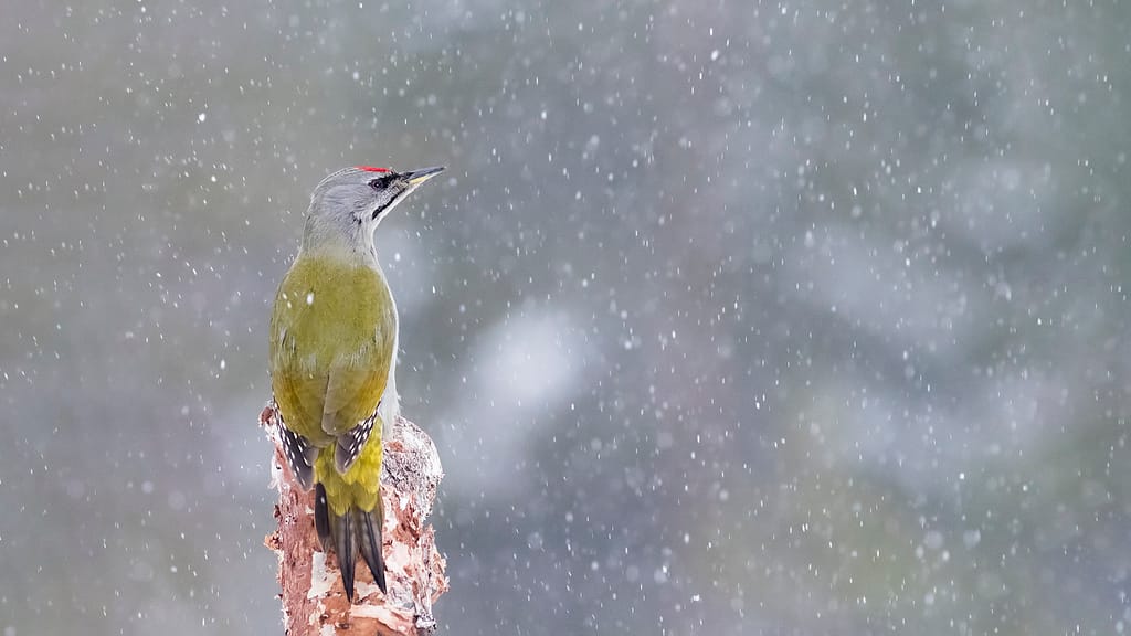 Grey headed woodpecker at the feeder