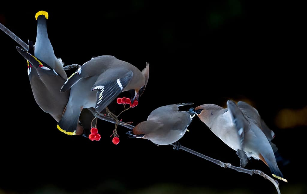 waxwings photographed in garden