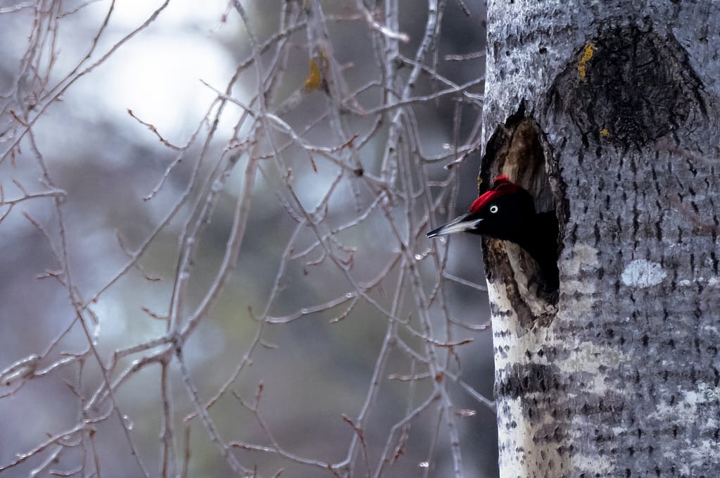 Black Woodpecker photographed from nest hole in Oulu, Finland.