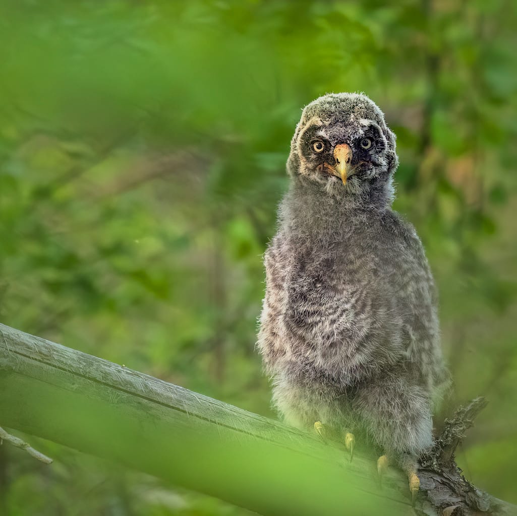 Young Great Grey Owl in the forest
