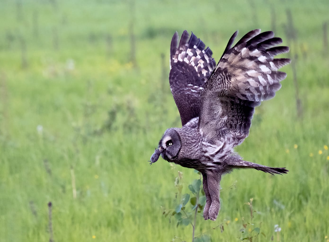 Great Grey owl hunting voles