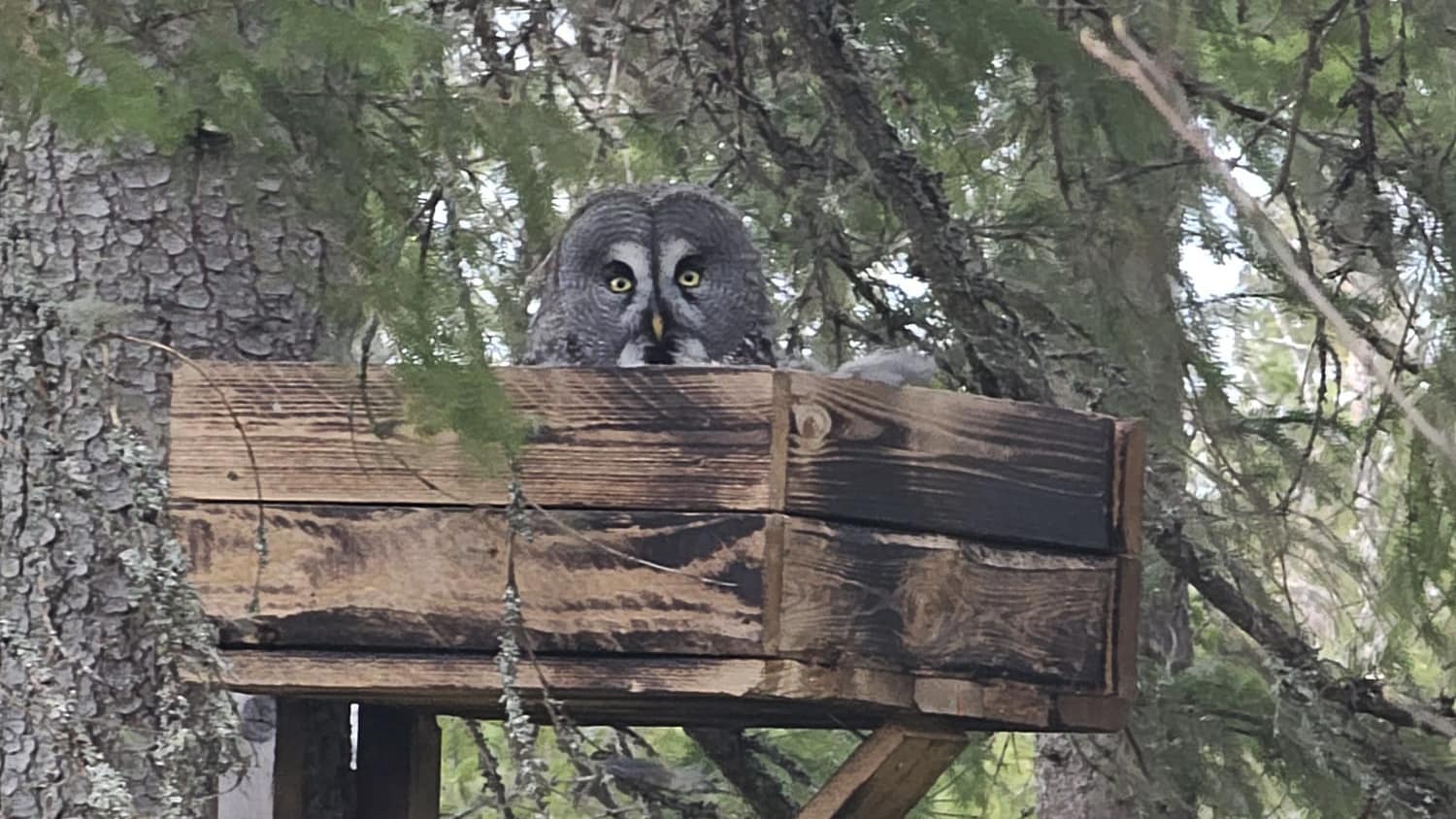 What Happens When Bird Locations Spread Too Easily?