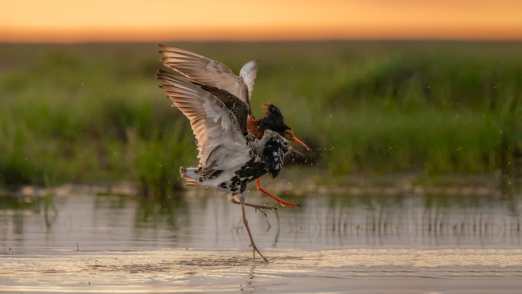 Fighting Ruffs