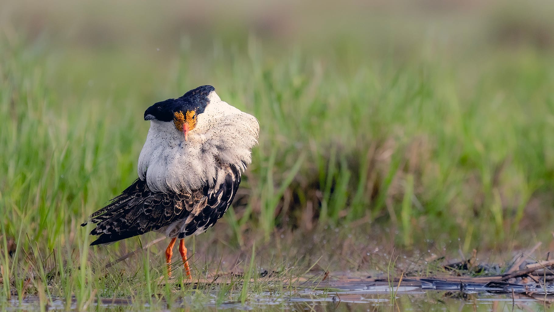 Ruff male in liminka bay