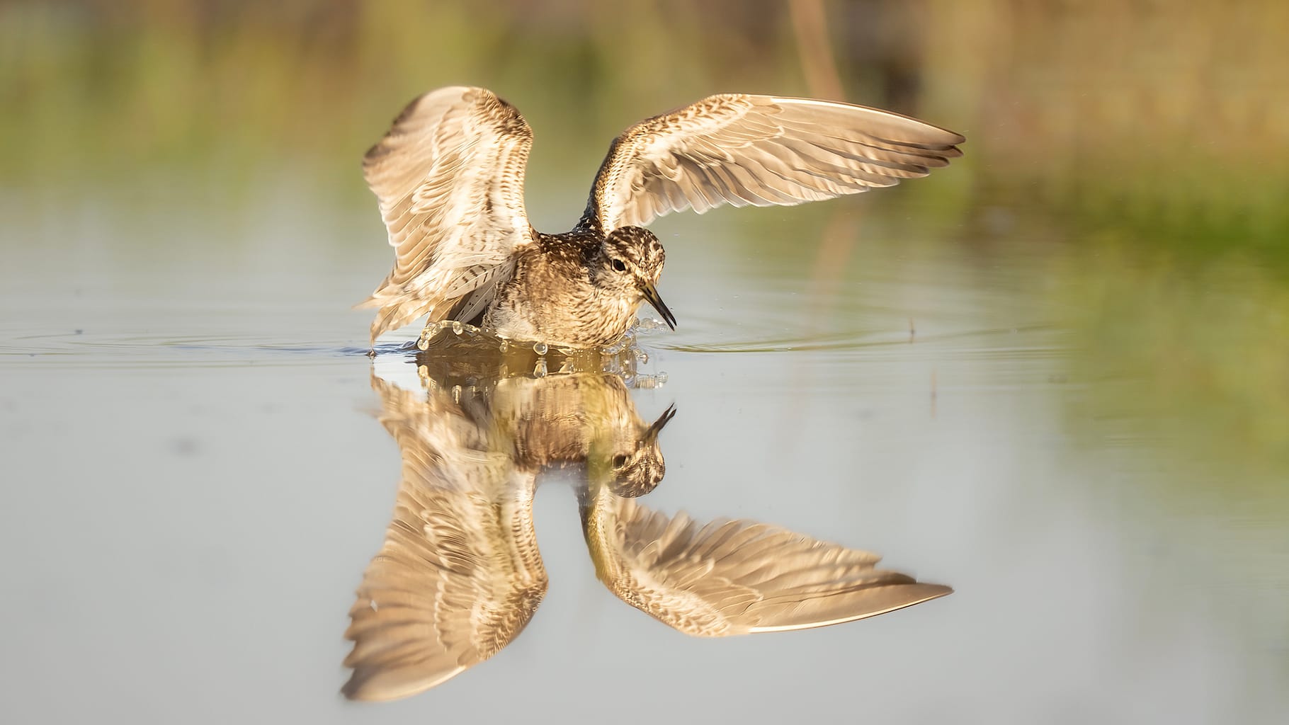 wood sandpiper and reflection