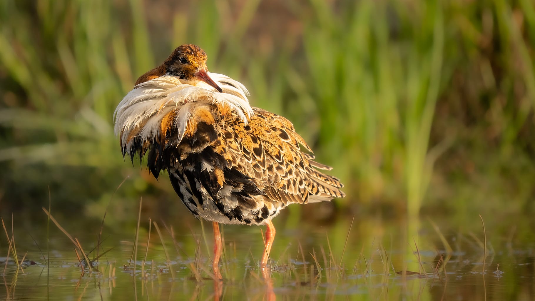 Ruff male in liminka bay
