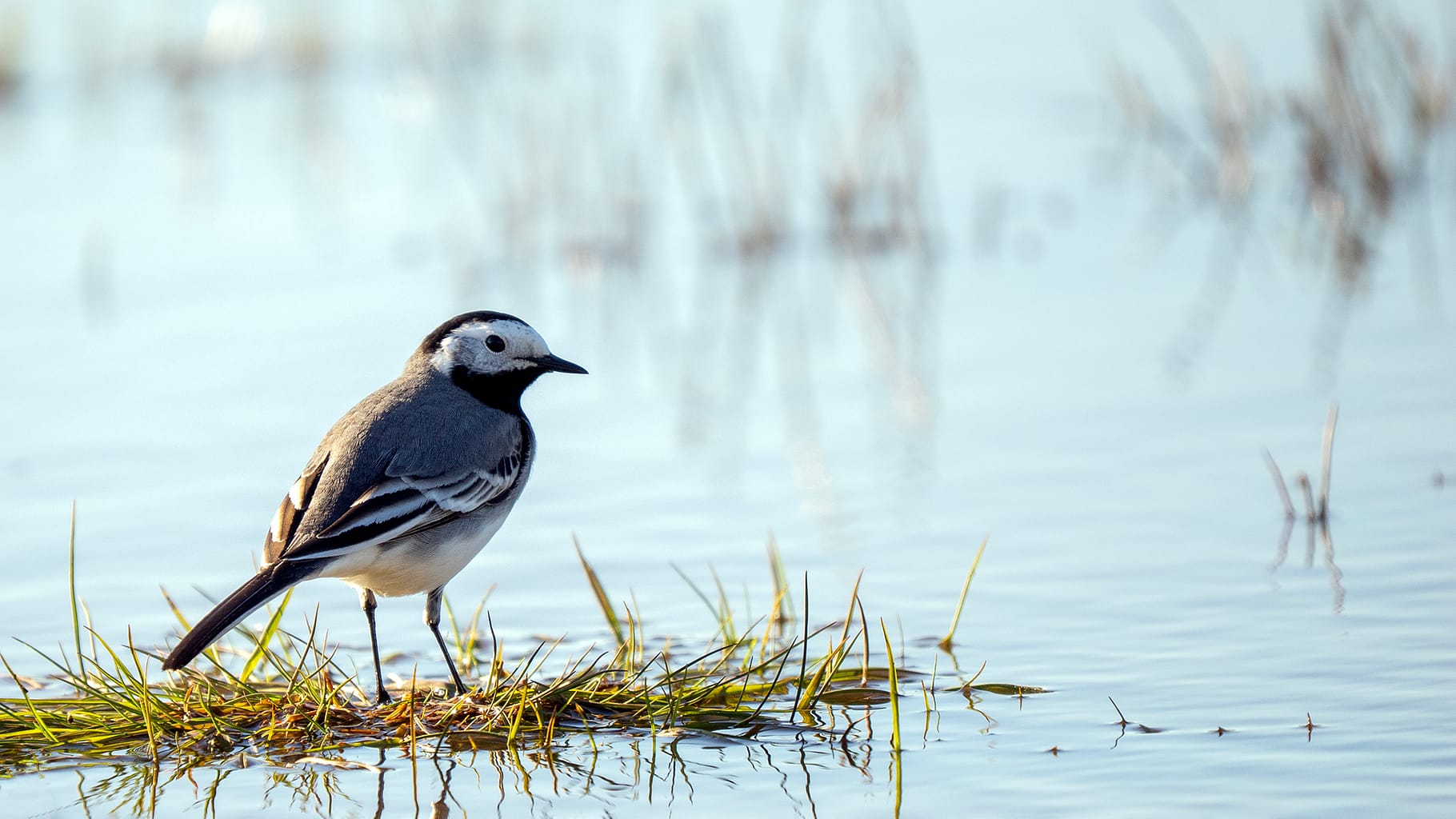 Wagtail