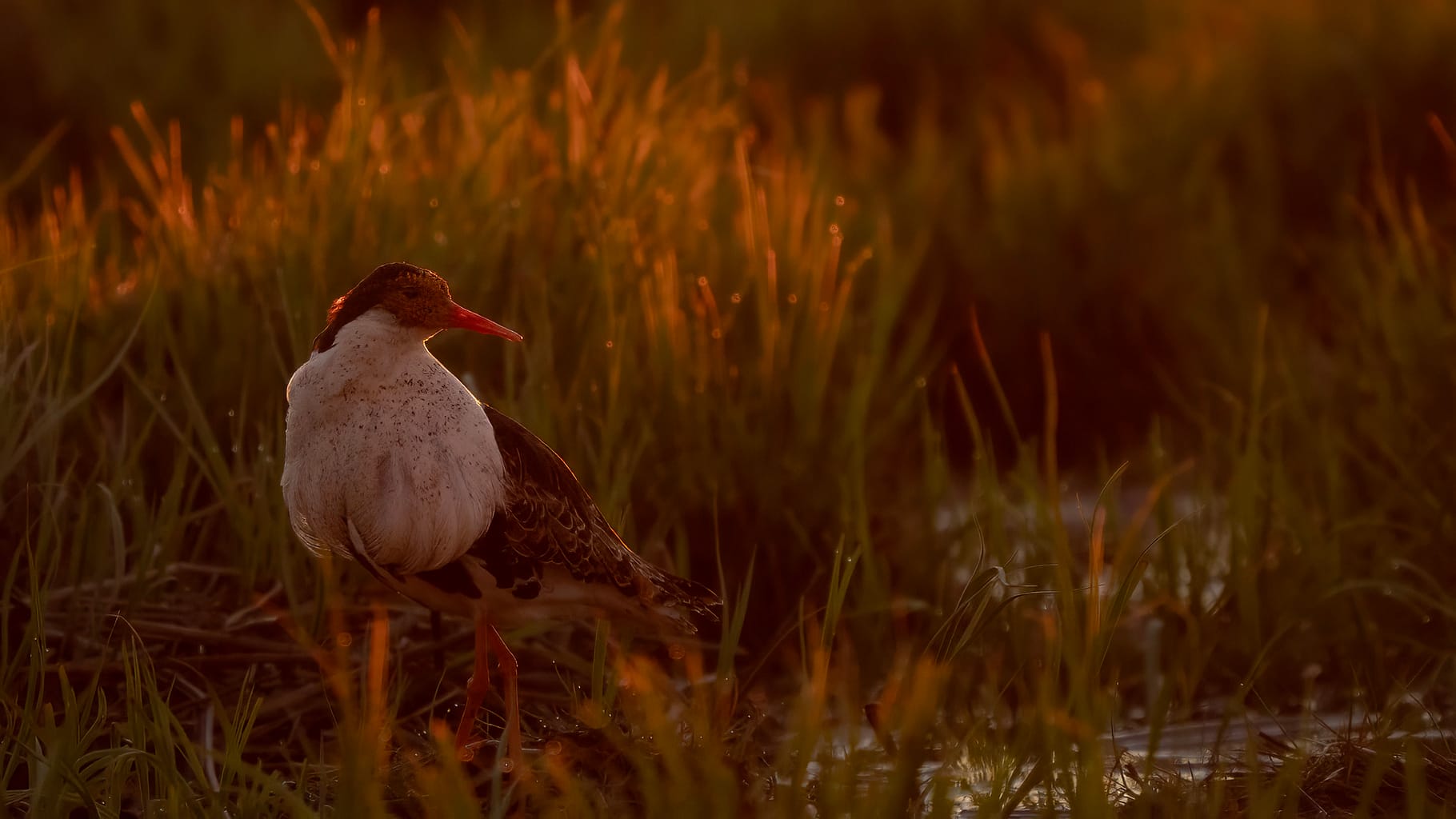 Ruff in Backlit.