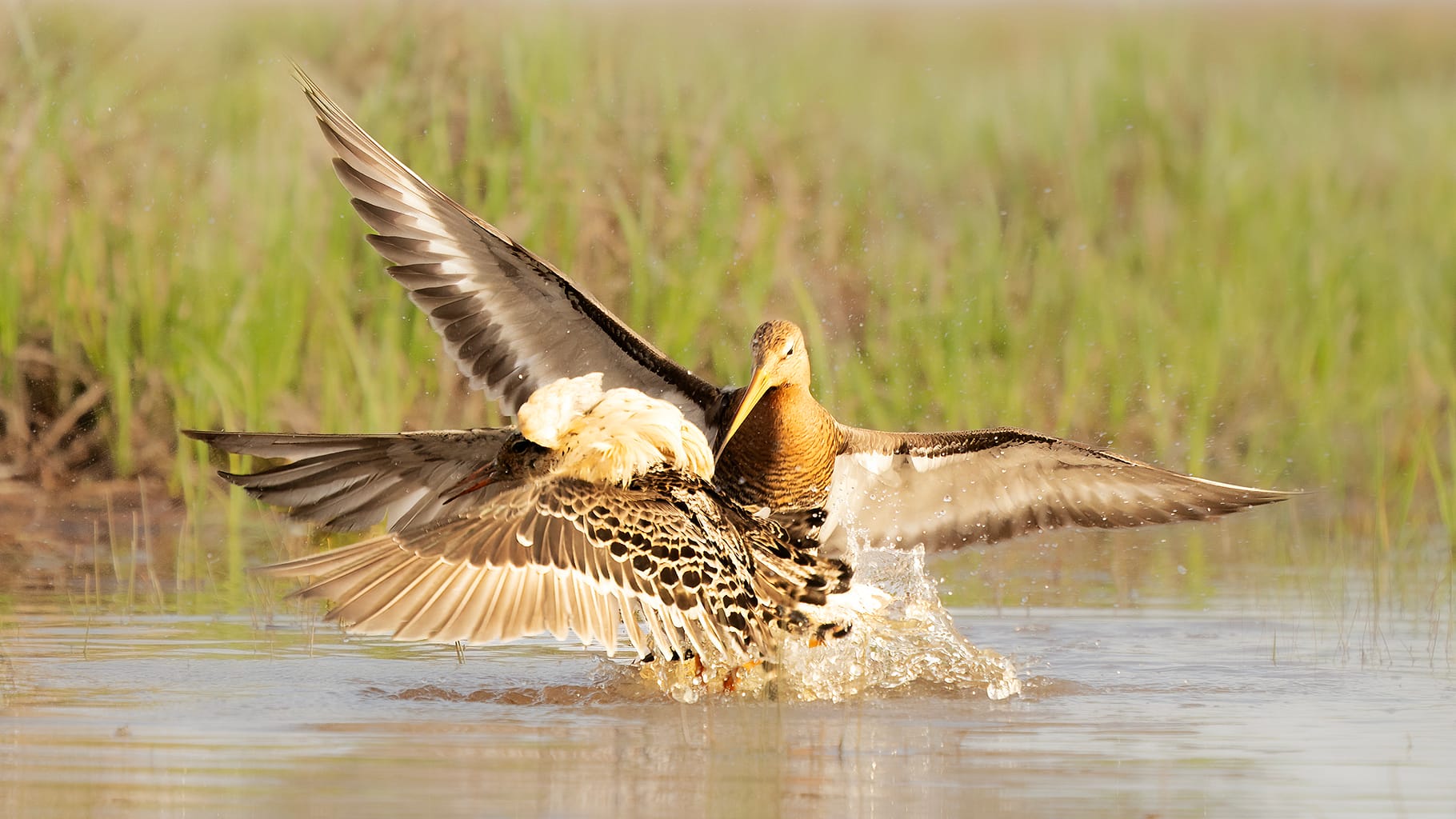 Ruff and black tailed godwit photographed from Finnature's hide