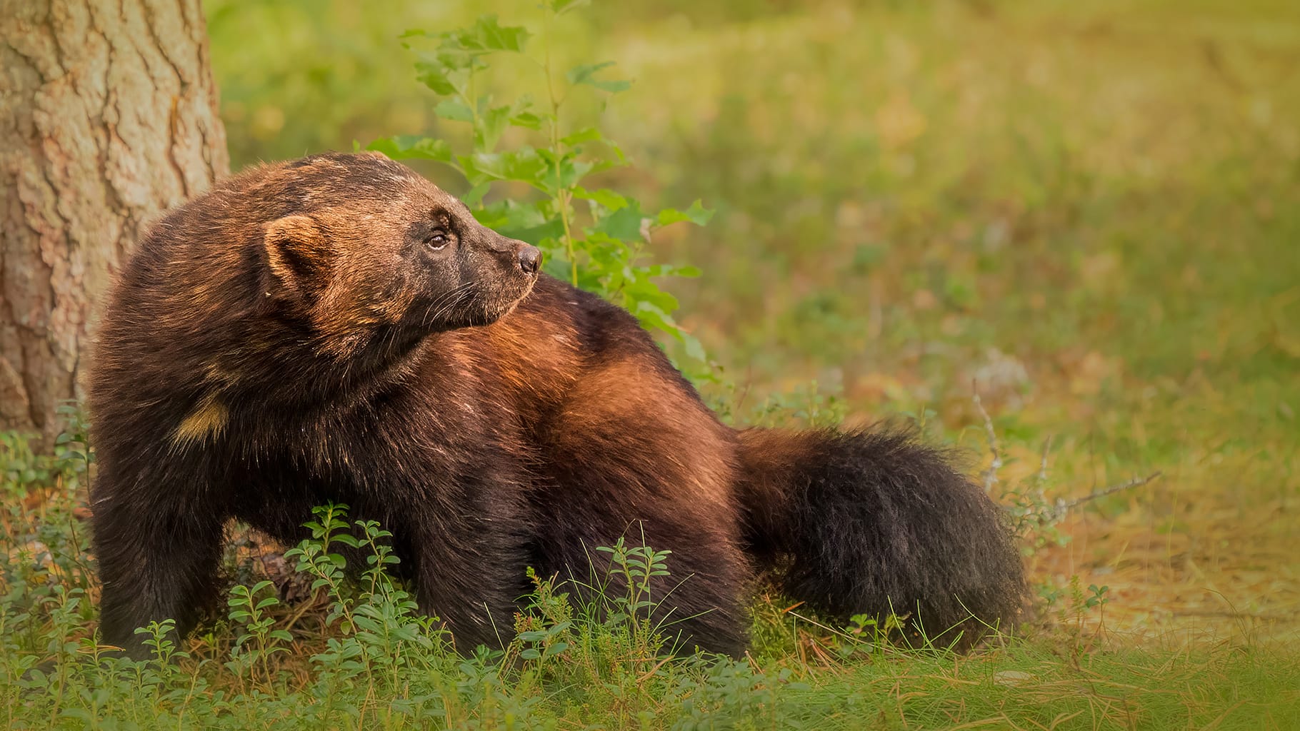 Wolverine photographed in Finland