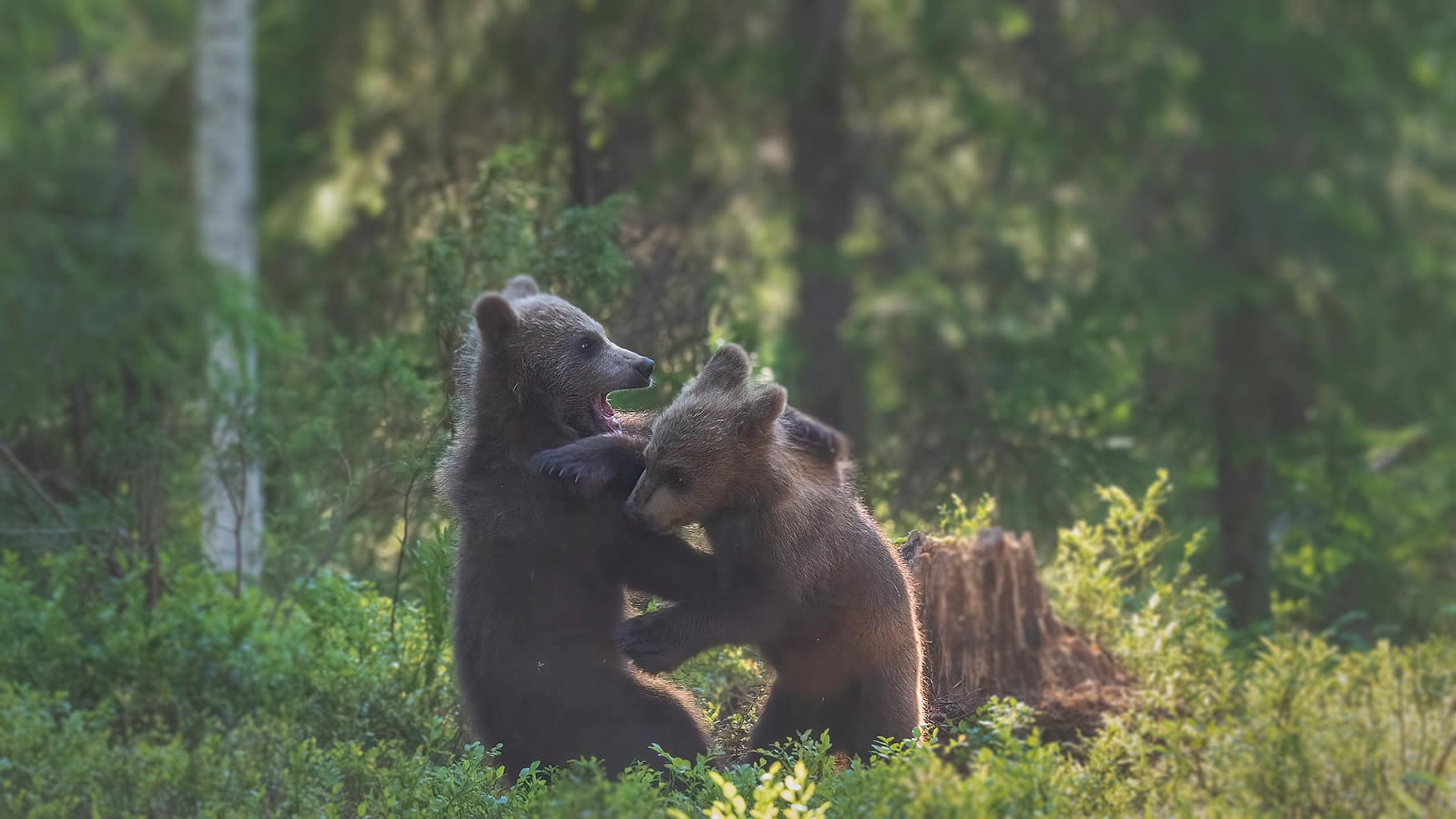 Brown Bear cub photogrpahed in July in Finland.