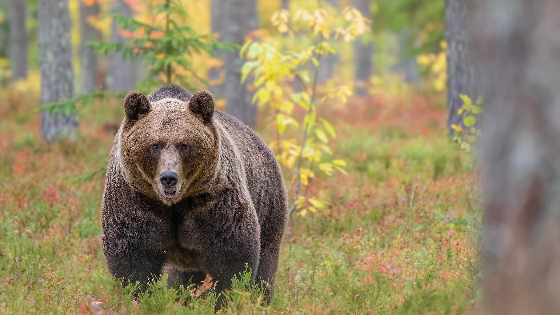Brown bear photographed in finland