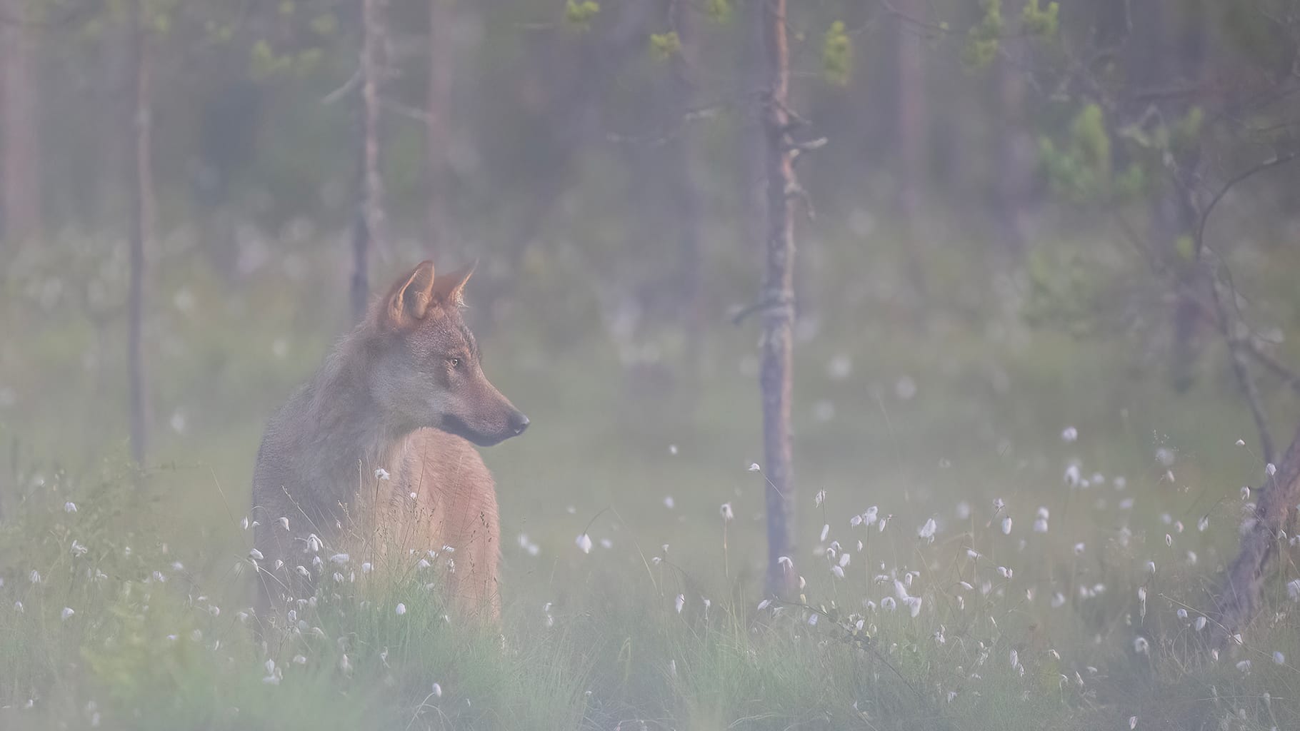 Wolf photographed from the hide in Finland