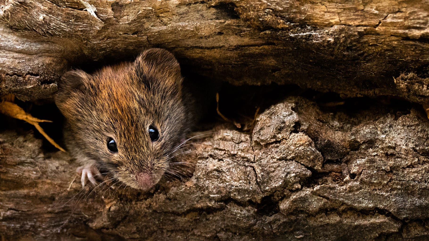 Vole peaking from the old tree.