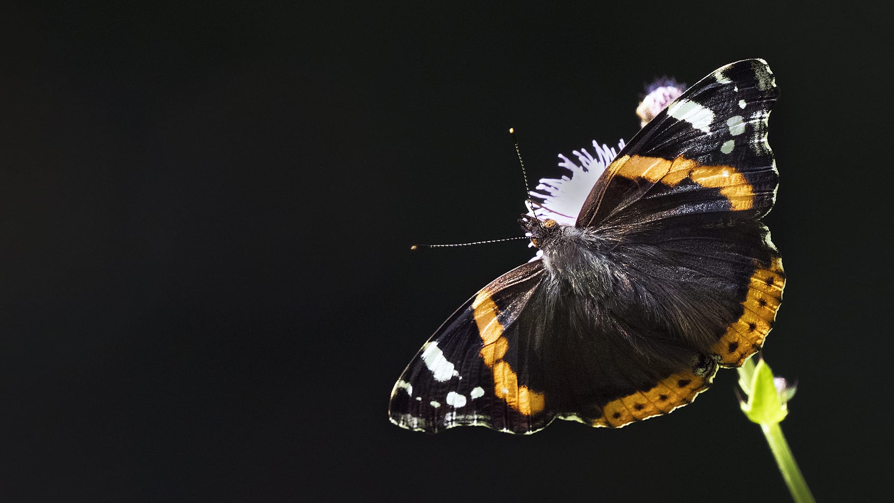 With more butterflies around, they also have a better chance of finding a mate. A promising sign for the years to come.