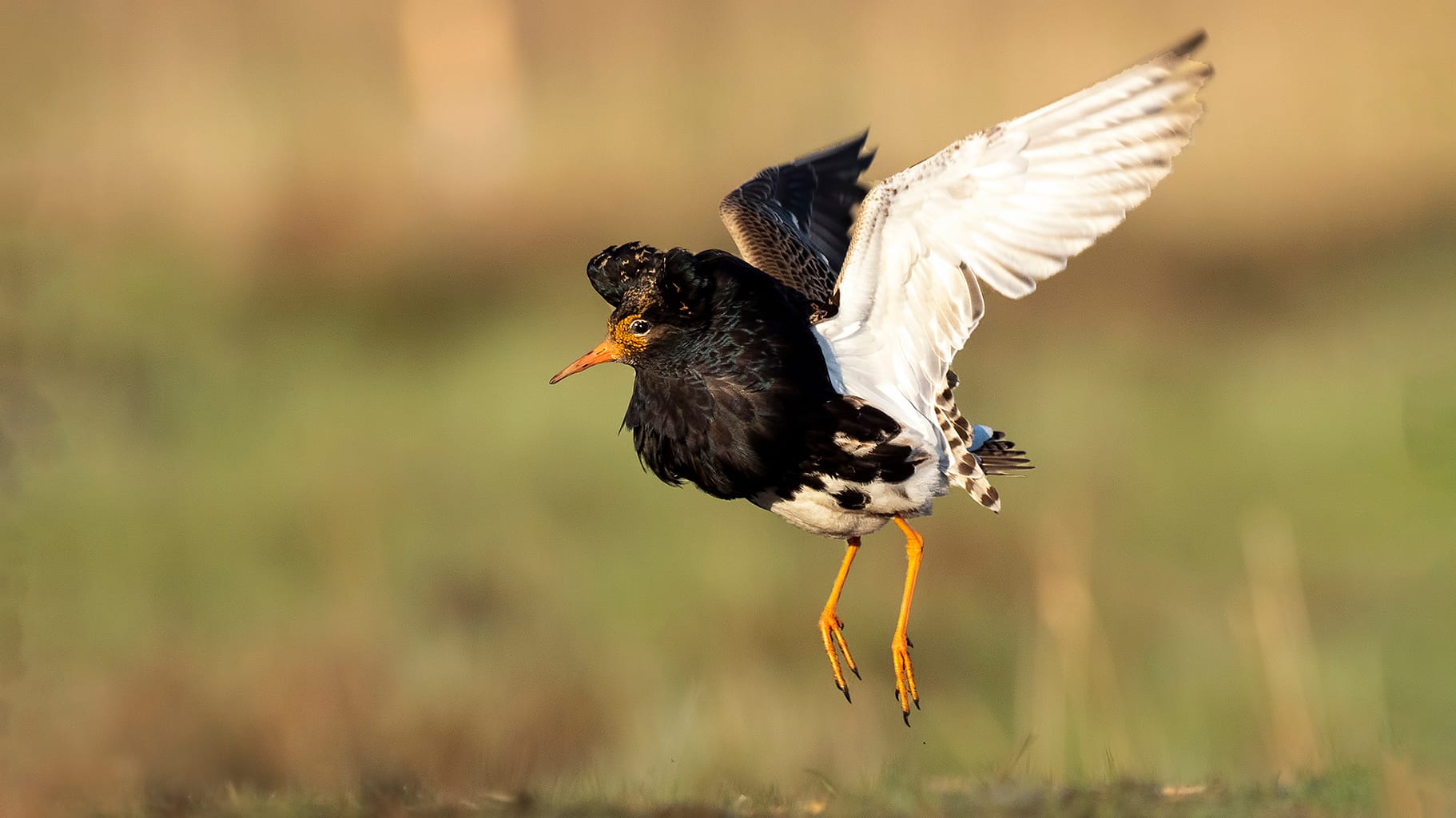 Ruff male photographed in Liminganlahti, Finland.