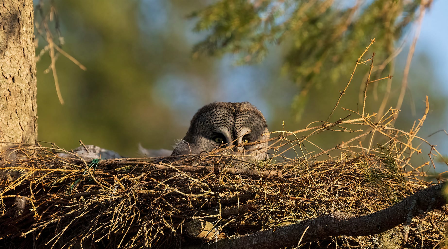 Great Great Owl in artificial stick nest.