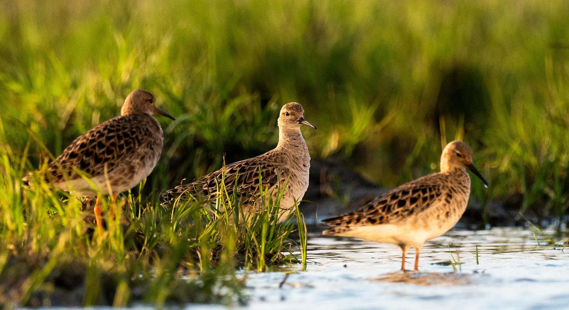 Two females and feader male ruff