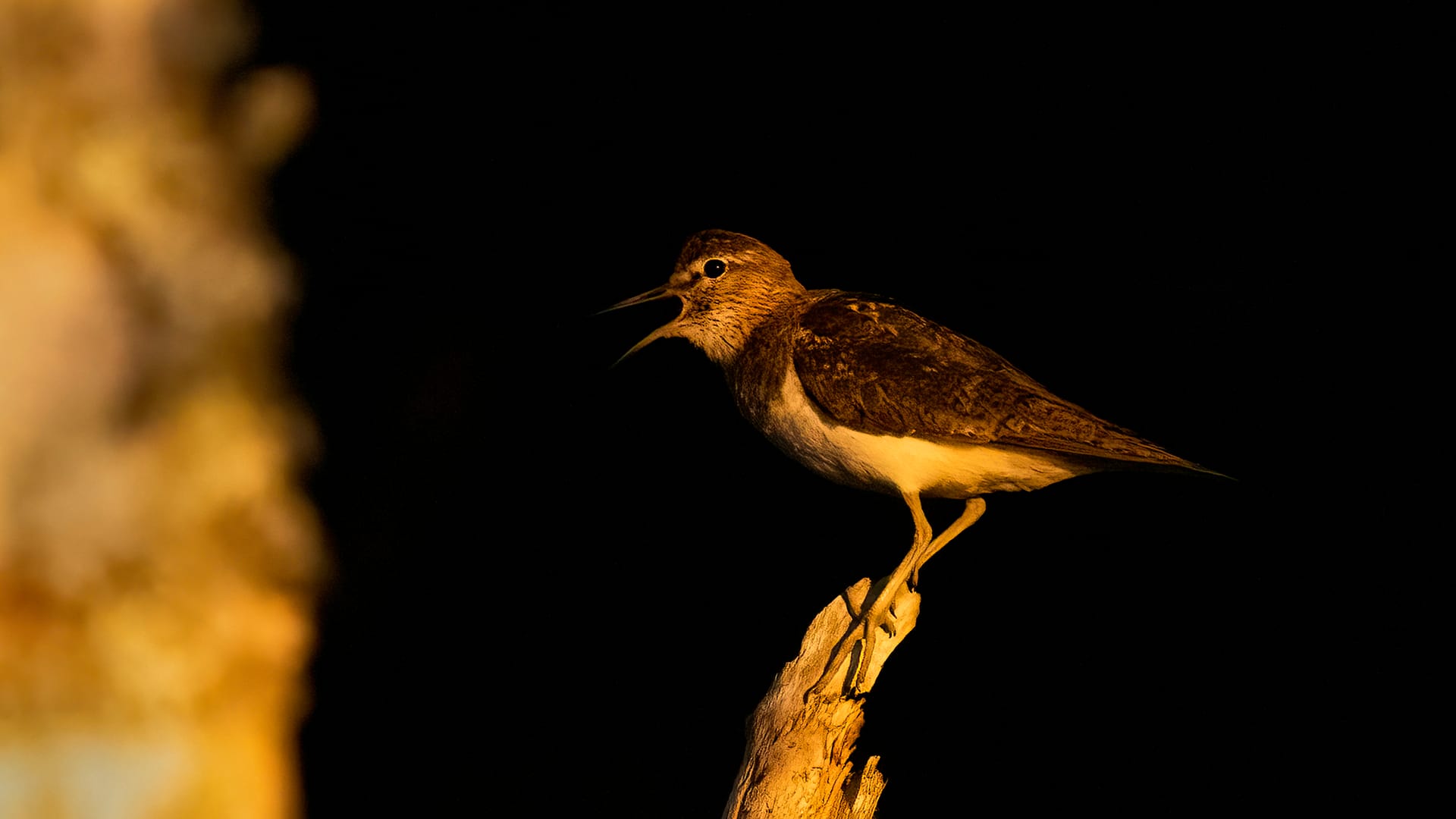 Why Some Places Work Better Than Others in Wildlife Photography