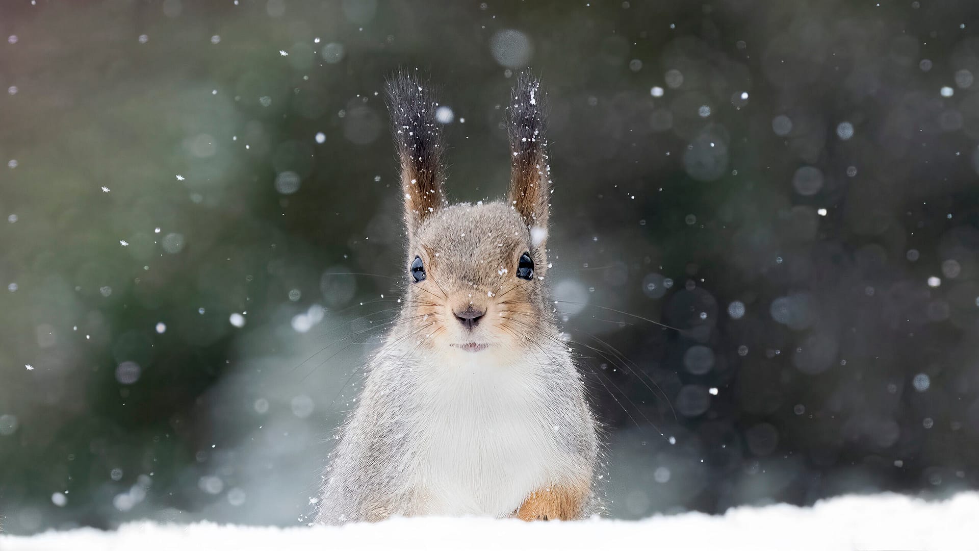 Why Familiar Species Often Make Better Wildlife Photographs