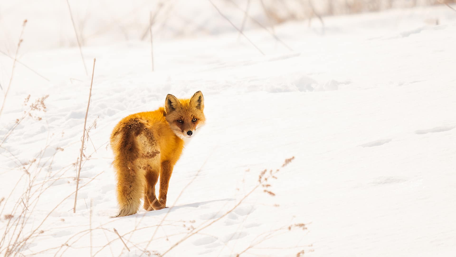 Best Camera Settings for Wildlife Photography in Snow — What I Actually Pay Attention to in Light and Exposure