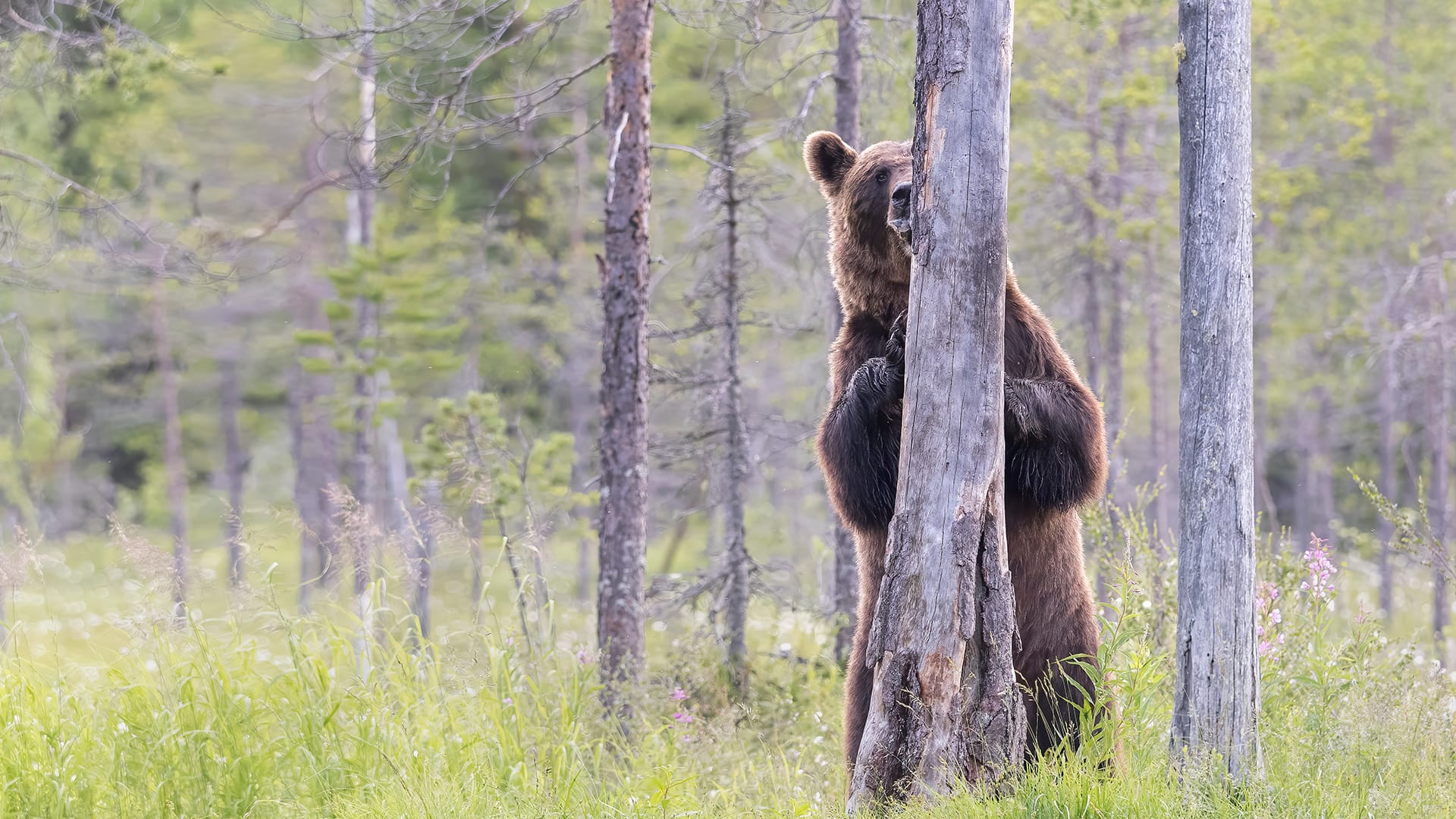 Brown Bear in Finland