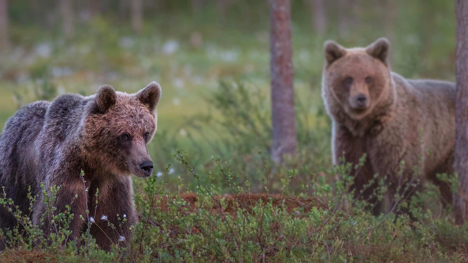 Brown Bears photographed from the hide in east Finland