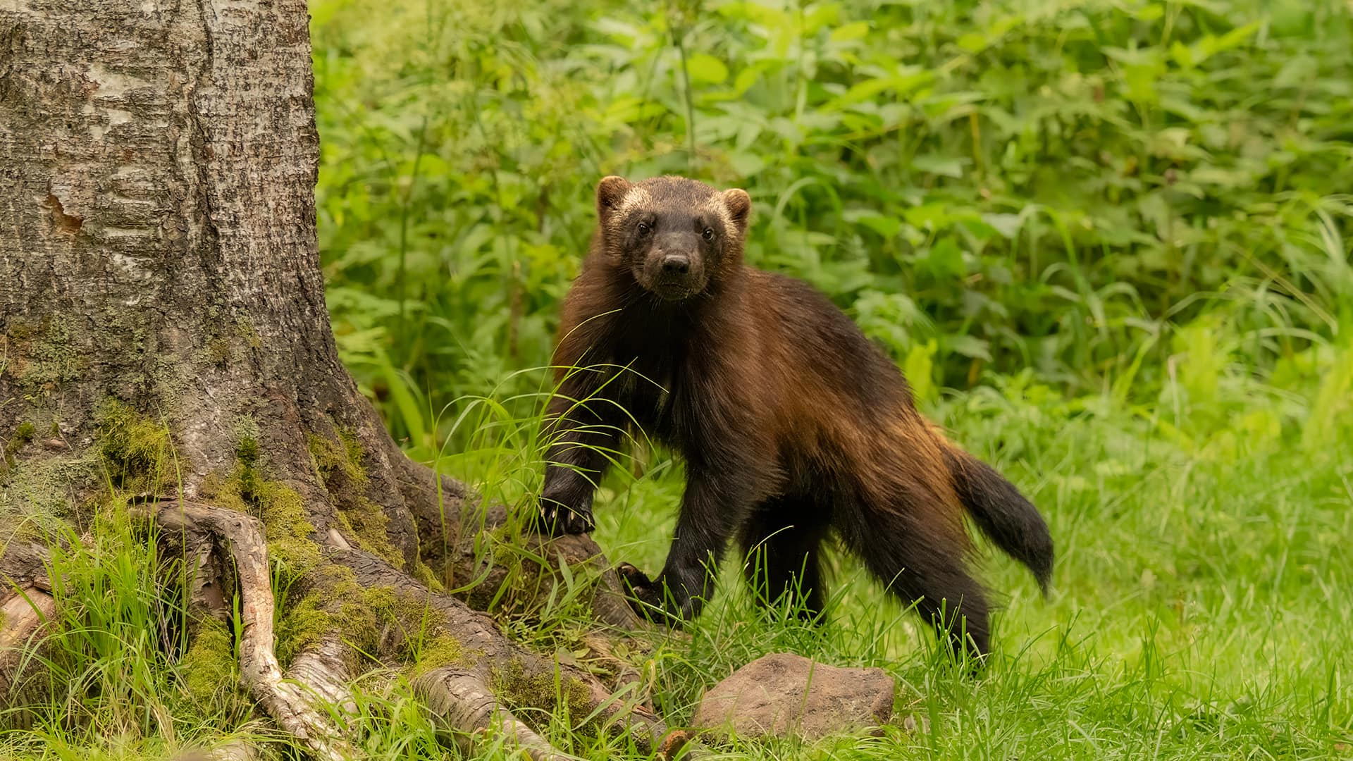 Testing a New Wolverine Photography Hide in Eastern Finland