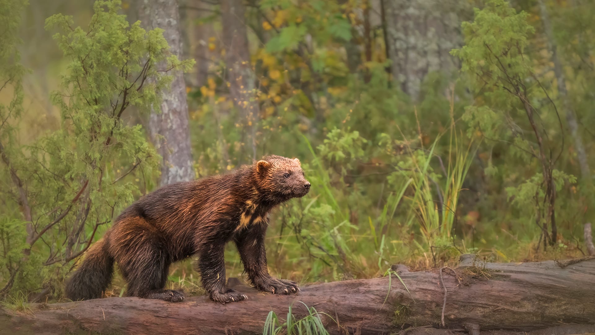 Finland – Perhaps the Best Place in the World to Photograph Wolverines