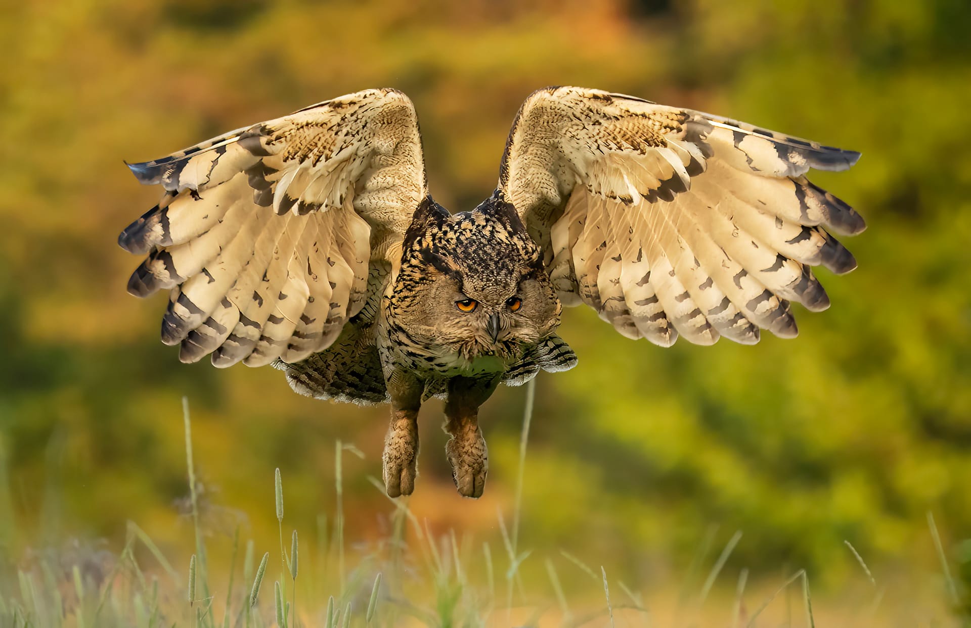 Eagle Owl photographed from the hide