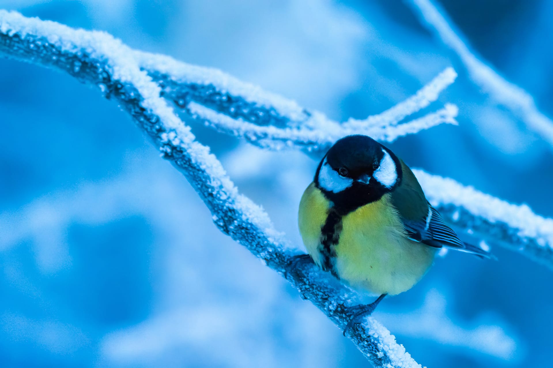 How Long Does It Take to Get Good at Wildlife Photography?