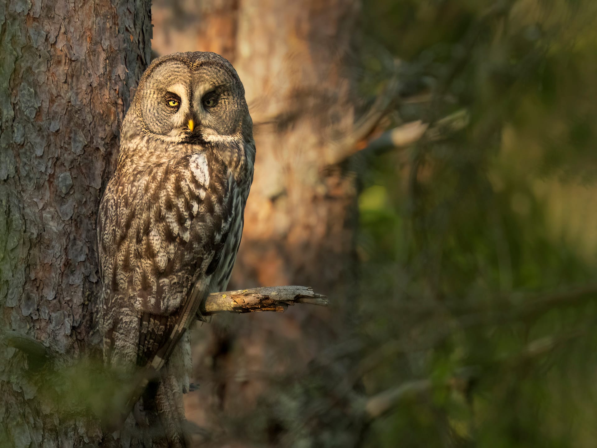 Great Grey Owl Photography in Finland: Why No One Can Guarantee It