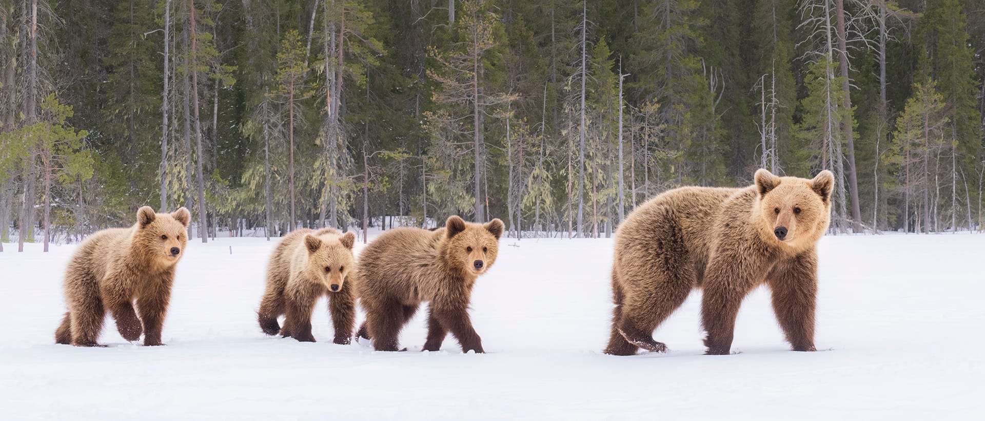 Brown Bears on snow in east Finland 