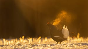 Black grouse in backlight