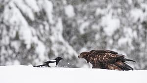 Golden Eagle and Maggie in snow forest. Photographed in Finland
