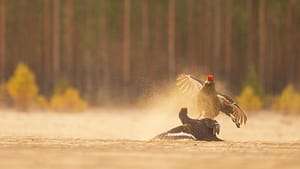 Black Grouse lek in Finland