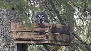 Great Grey Owl on nest box