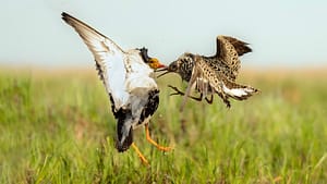 Ruff fight photographed from Finnature's photography hides