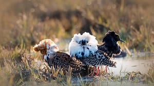 Ruff males in liminganlahti, Finland