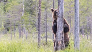 Brown Bear in Finland