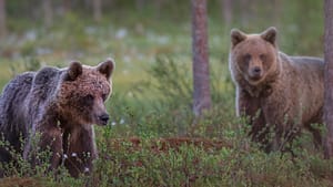 Brown Bears photographed from the hide in east Finland