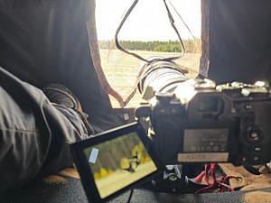 Tent Balck Grouse hide in Finland