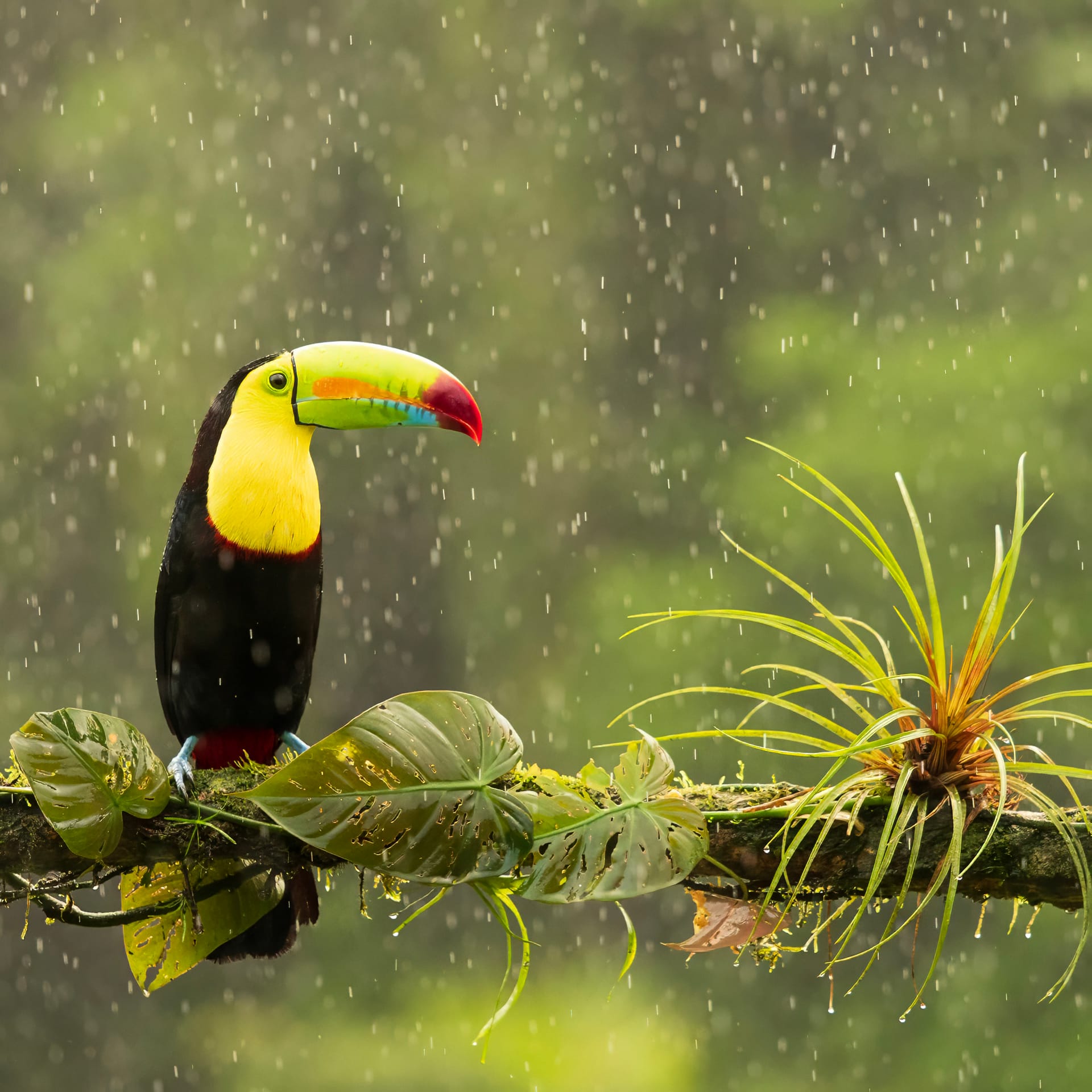 Keel billed toucan on a beautiful branch in costa rica