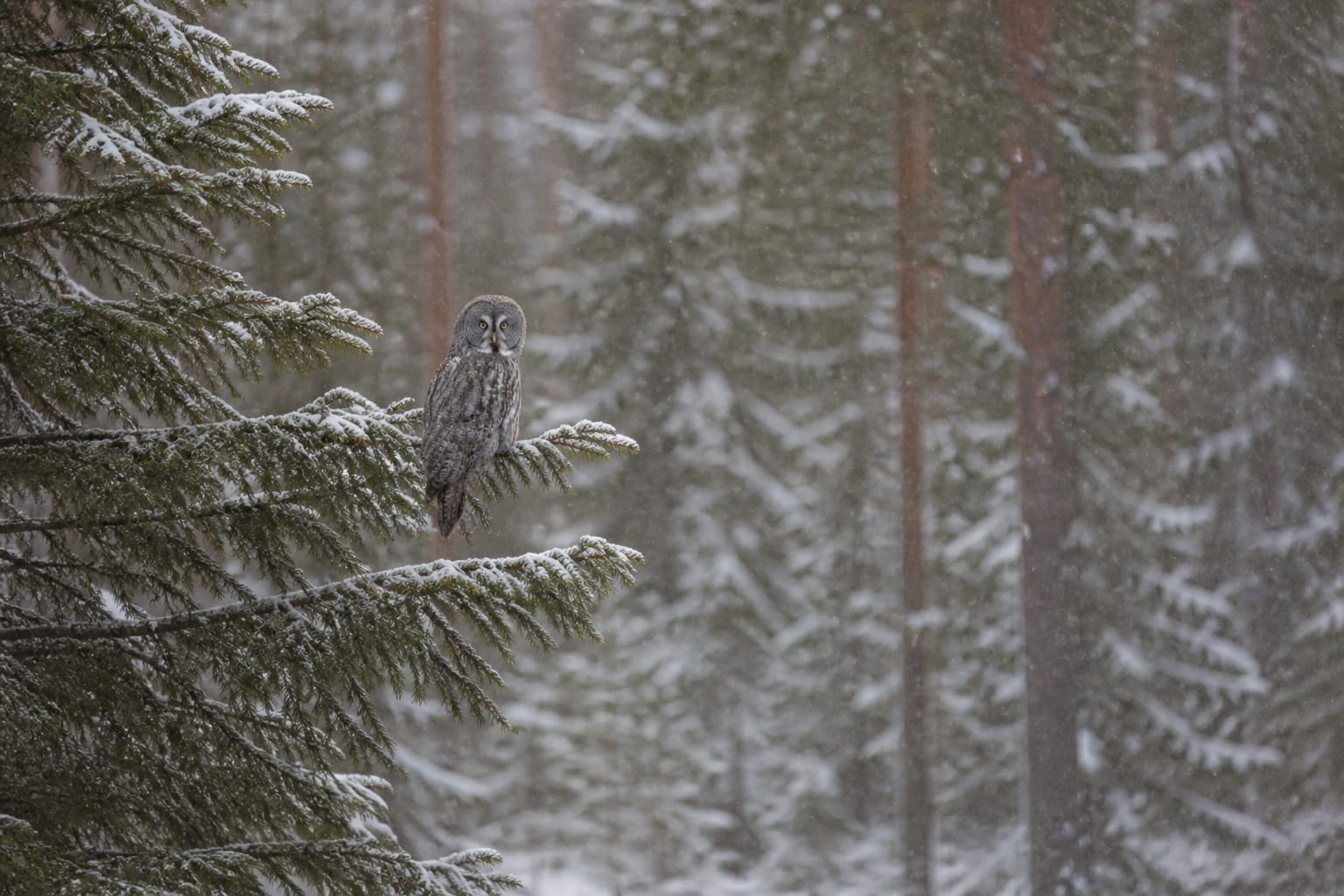 Great Grey owl in the snowfall in forest. Made by AI